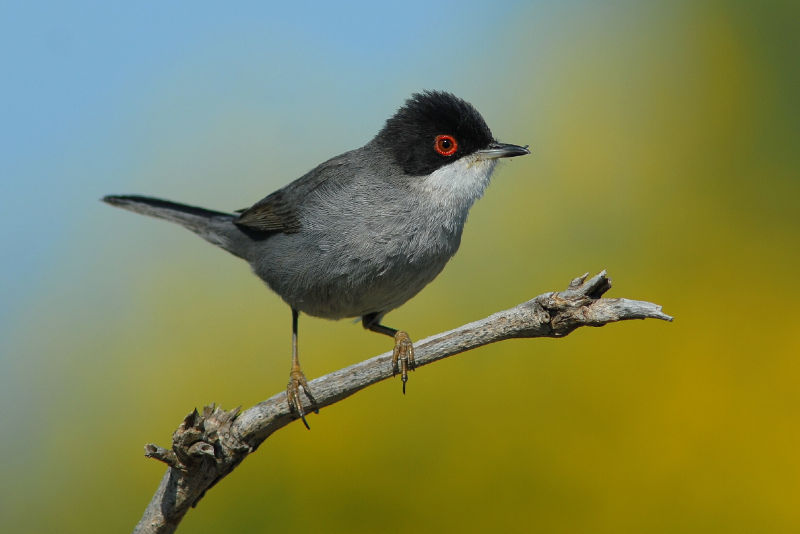 Fauvette melanocephale.jpg